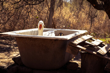 the goose in the bathtub © Verónica