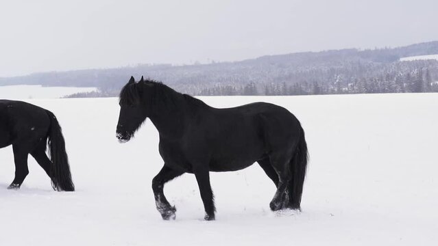 Friesian stallion in winter field. Black Friesian horse in winter.