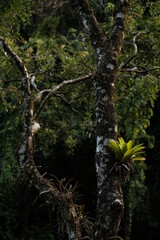 Bromélia, tropical plant of Brazil