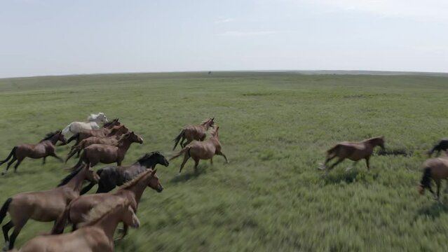 Wild horses galloping