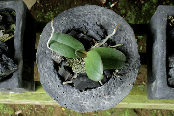 phalaenopsis amabilis hybrid orchid seeds, planted in black round pots
