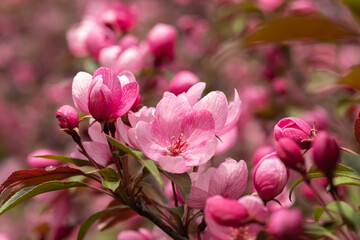 Pink flowers of the Malus prunifolia tree. Branches of blossoming pink tree of apple or sakura