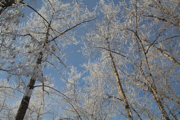 Frosted Trees, Gold Bar Park, Edmonton, Alberta