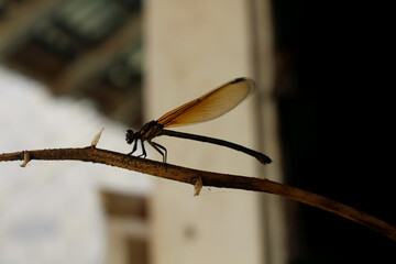 needle dragonfly insect or Zygoptera, perched on a dried orchid flower stalk, close up