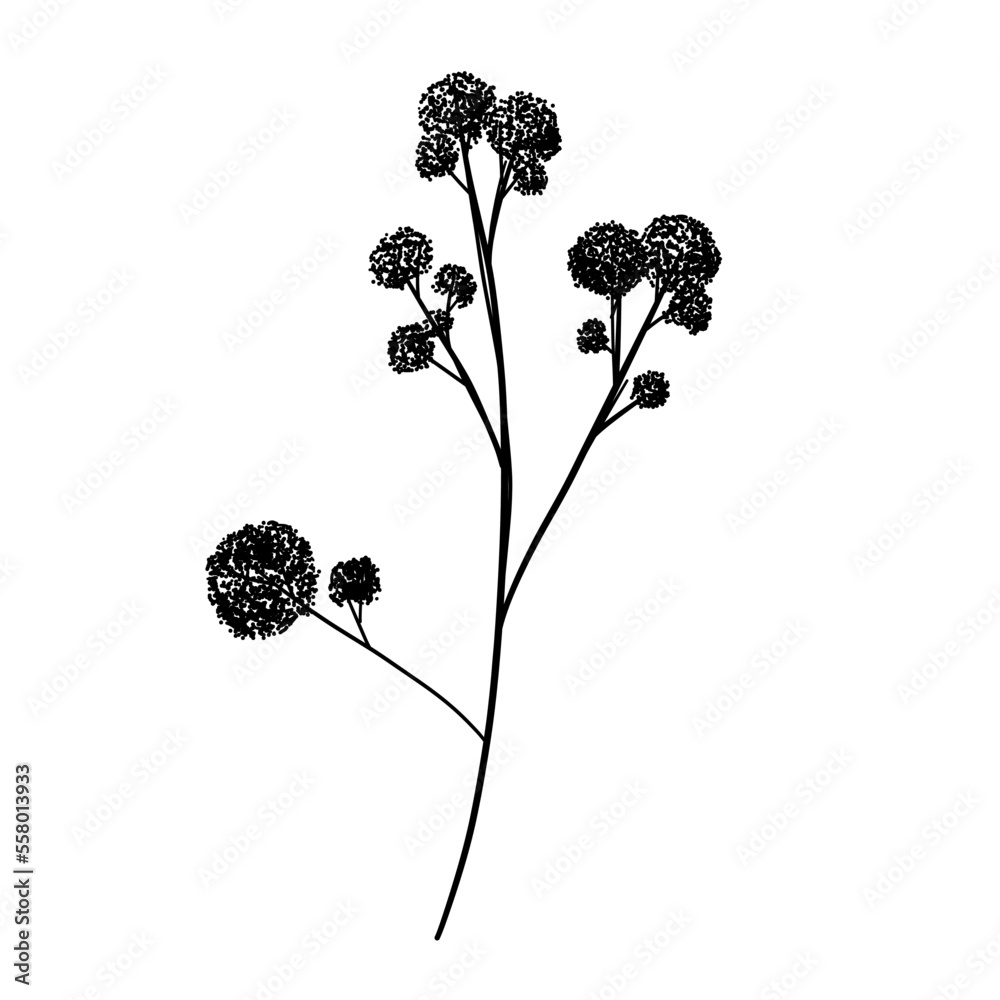 Wall mural Silhouette Wild Flower Branch. Floral Illustration. Hand drawn black meadow or field elegant herb. Modern botanical rustic greenery.