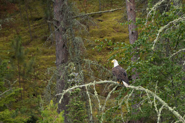 Bald Eagle resting on a tree limb