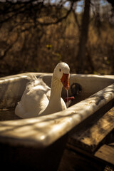 the goose in the bathtub © Verónica
