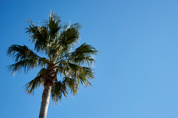 椰子の木・青空・風景・南国・快晴・背景