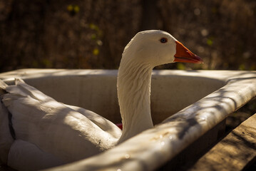  the goose in the bathtub © Verónica