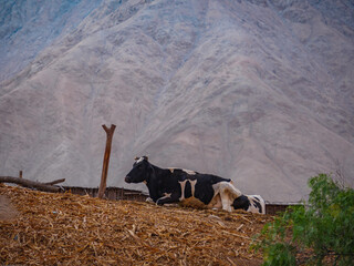 Vaca descansando sobre las montañas al atardecer rodeado de vegetación.