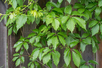 Green Virginia Creeper Growing On A Wooden Fence In Spring