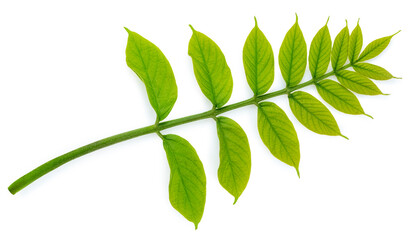 Fresh Green leaf  on white background, Green leaf branch isolated on white PNG File.