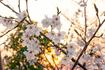 Japan Cherry Blossom Tree