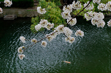 Obraz na płótnie Canvas Japan Cherry Blossom Tree