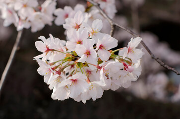 Japan Cherry Blossom Tree