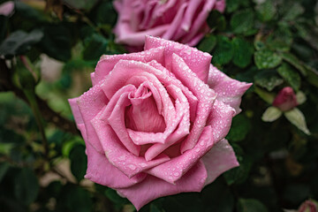 dewy pink rose