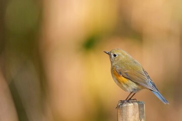 お気に入りの杭にとまってくつろぐルリビタキ メス