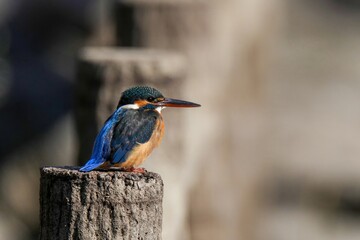 柵の上でのんびりくつろぐカワセミ メス