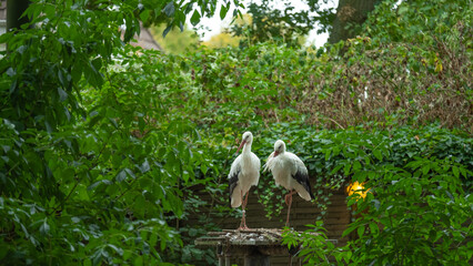  pair of storks in a nest in windy weather. Black and white large storks in the reserve.