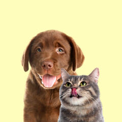 Happy pets. Chocolate Labrador Retriever puppy and gray tabby cat on pale light yellow background