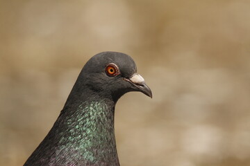 Up-close portrait of a pigeon