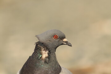 Up-close of a pigeon in the wind