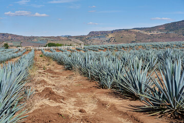 tequila, jalisco, amatitan, agave