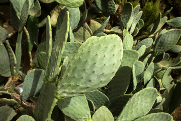 Organic cactus fruits - Opuntia ficus - indica