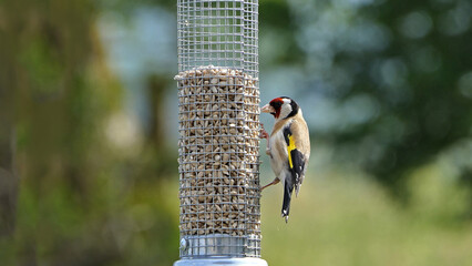Goldfinches feeding from a bird table of mixed seeds UK