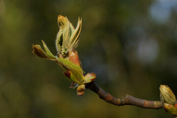 Obraz premium the bud of a horse chestnut tree unfolds in springtime