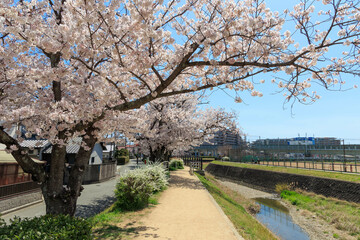 晴天での桜並木「兵庫県」
