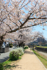 晴天での桜並木「兵庫県」