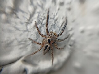 spider on a web