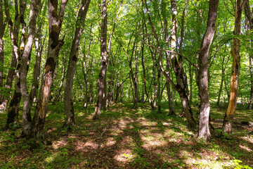 Obraz premium Beautiful green spring forest.