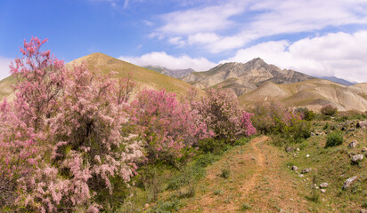 Fototapeta na wymiar Beautiful blooming tamarisk in the mountains.