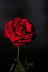 rosa roja aislada