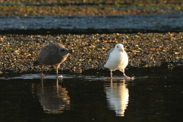 An immature gull or seagull harassing an adult for food