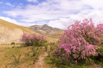 Beautiful blooming tamarisk in the mountains.