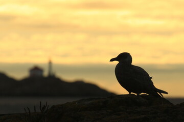 Gull or seagull in silhouette with lighthouse