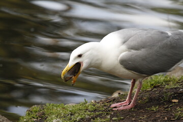 Glaucous-winged Gull seagull swallowing a duckling in its beak