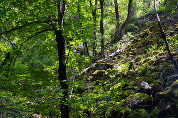 Beautiful green spring forest.