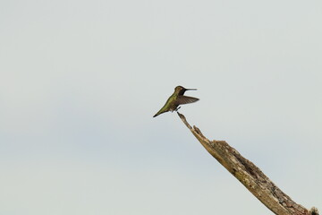 Male Anna's Hummingbird landing on a bare stick with a blank background