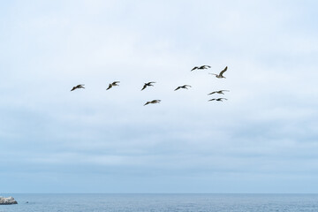 flock of seagull birds flying in the blue sky over pacific ocean along state route one