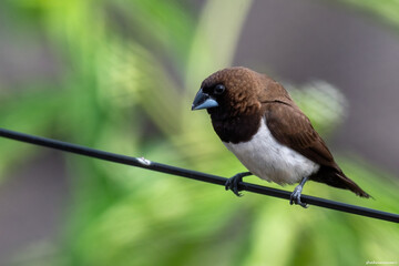 A Javan munia perching on a cable.