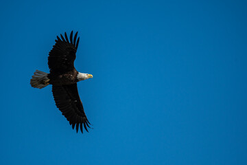 Bald Eagle Flying in the Clear Blue Sky