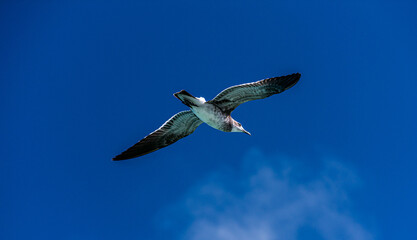 seagull in flight
