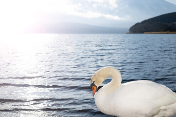 Figure in Swan Lake