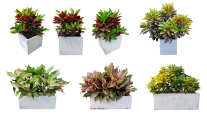 Codiaeum variegatum. Collection ornamental trees and shrubs (ficus, fig) with colorful foliage. in clay pots for home and garden decoration. Total of 7 trees. (png) Isolated on white background. 