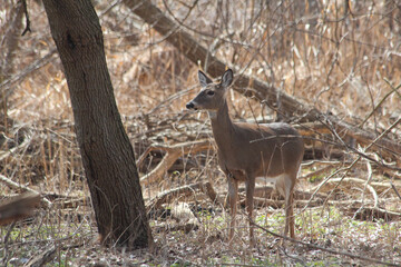 deer in the woods