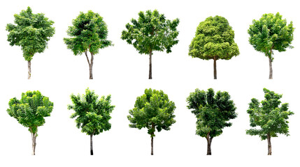 Collection Trees and bonsai green leaves. total 10 trees. (png)	